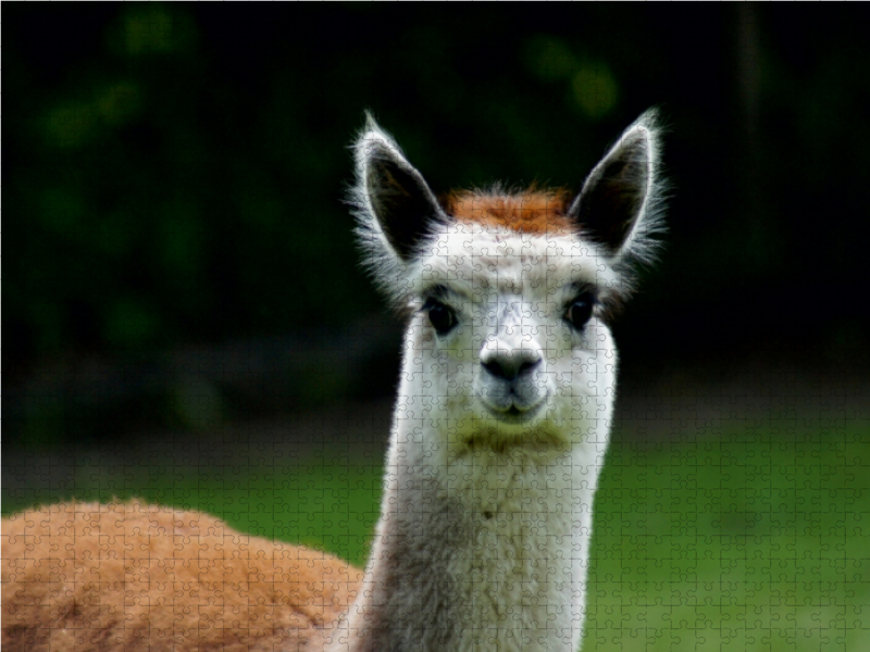 Weitere Ansicht: Alpaka Lächeln (Puzzle) | Kattobello