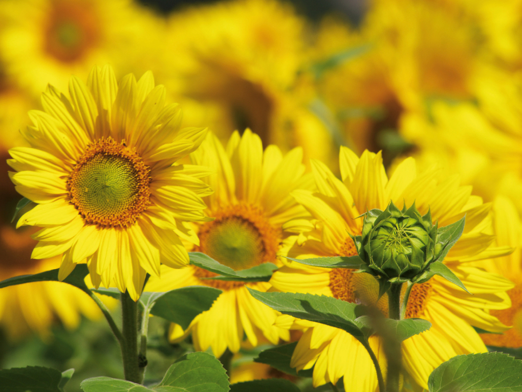 Weitere Ansicht: CALVENDO Puzzle Natur Bilder Kalender 1000 Teile Lege-Größe 64 x 48 cm Foto-Puzzle Bild von Avianaarts Design Fotografie by Tanja Riedel | Calvendo