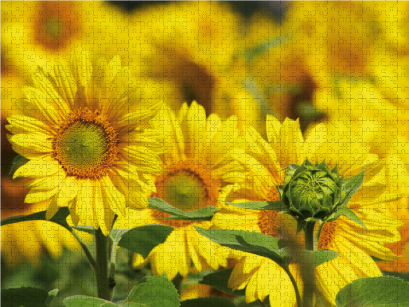 Weitere Ansicht: CALVENDO Puzzle Natur Bilder Kalender 1000 Teile Lege-Größe 64 x 48 cm Foto-Puzzle Bild von Avianaarts Design Fotografie by Tanja Riedel | Calvendo