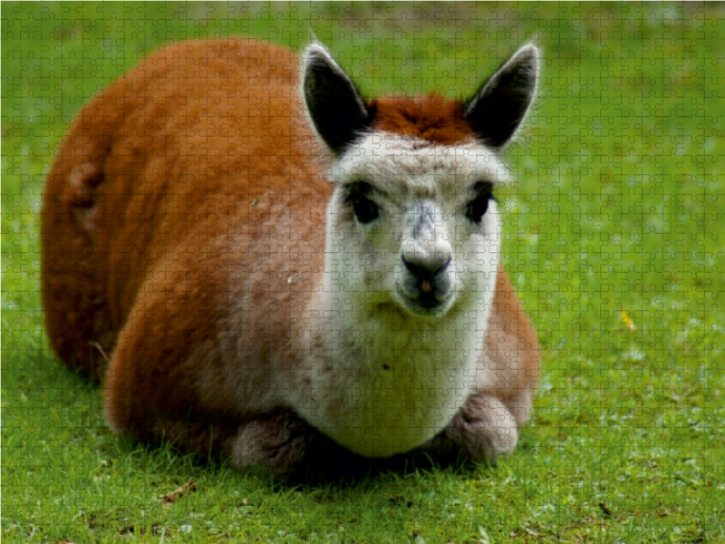 Weitere Ansicht: Liegendes Alpaka Fohlen (Puzzle) | Kattobello