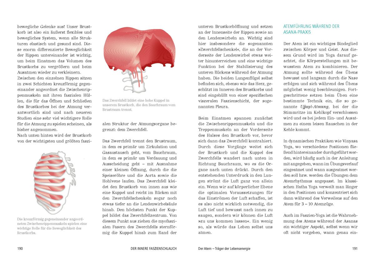 Weitere Ansicht: Das große Faszien-Yoga Buch | Daniela Meinl