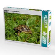 Griechisches Landschildkröten Baby (Puzzle)