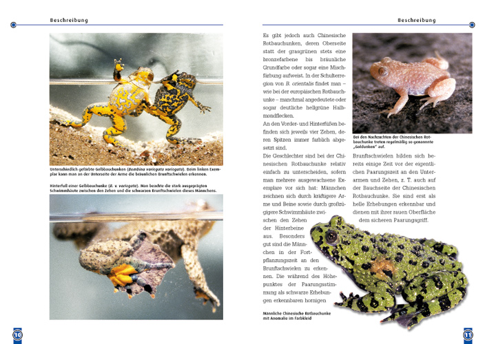 Weitere Ansicht: Die Chinesische Rotbauchunke | Manfred Rogner