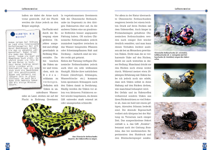 Weitere Ansicht: Die Chinesische Rotbauchunke | Manfred Rogner