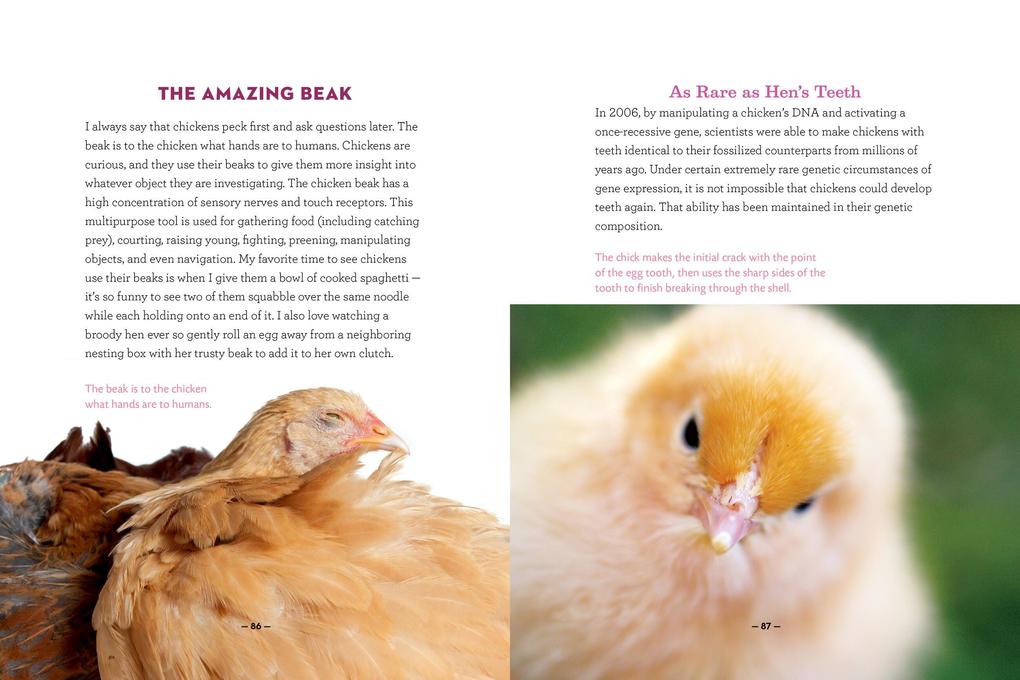 Weitere Ansicht: How to Speak Chicken | Melissa Caughey