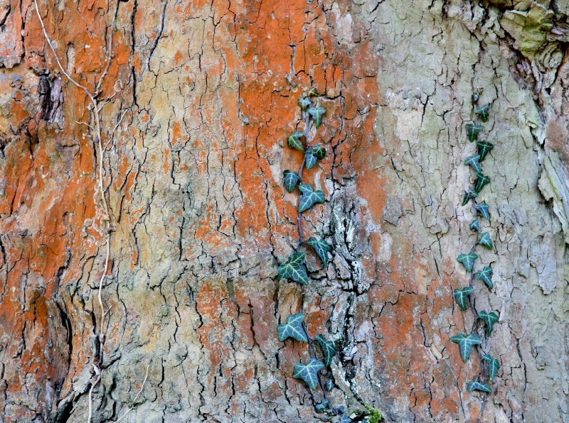 Weitere Ansicht: Baumdetail (Puzzle) | SchnelleWelten