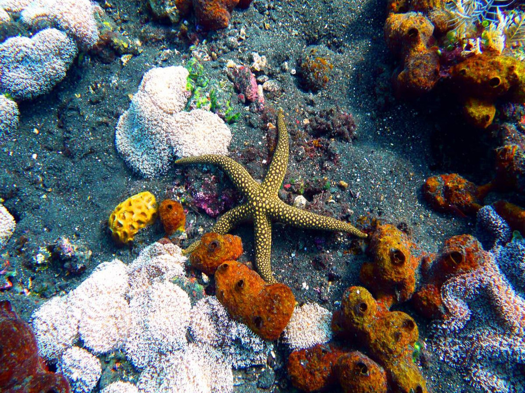 Weitere Ansicht: CALVENDO Puzzle Galathea-Seestern, Drop Off, Tulamben,Bali, Indonesien | 1000 Teile Lege-Größe 64x48cm Foto-Puzzle für glückliche Stunden | Calvendo