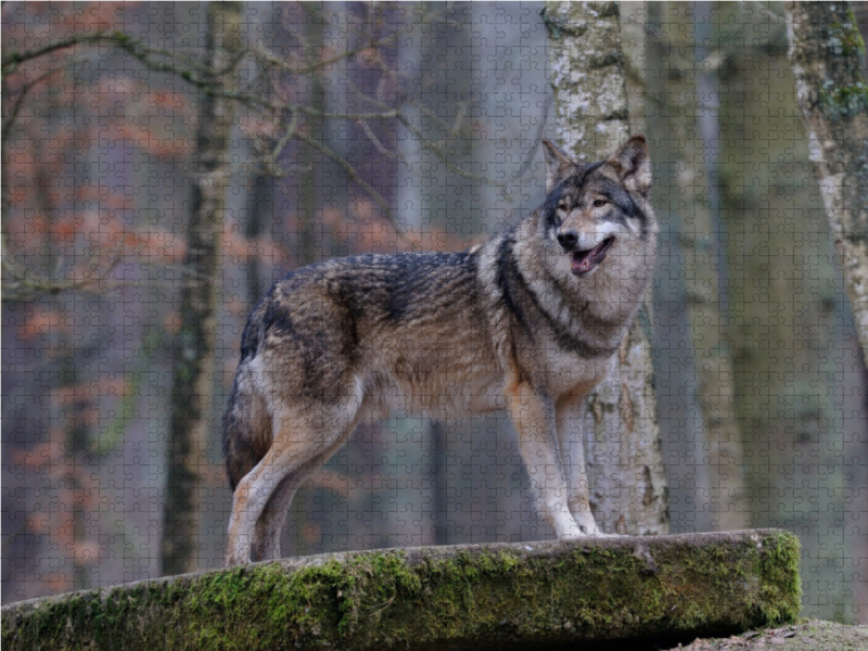 Weitere Ansicht: Timberwolf (Puzzle) | Dieter-M. Wilczek