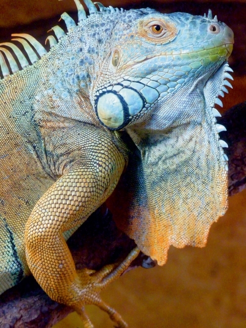 Weitere Ansicht: CALVENDO Puzzle Grüner Leguan | 1000 Teile Lege-Größe 64x48cm Foto-Puzzle für glückliche Stunden | Elisabeth Stanzer, Calvendo