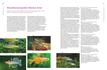 Weitere Ansicht: Praxishandbuch Aquarium | Ulrich Schliewen