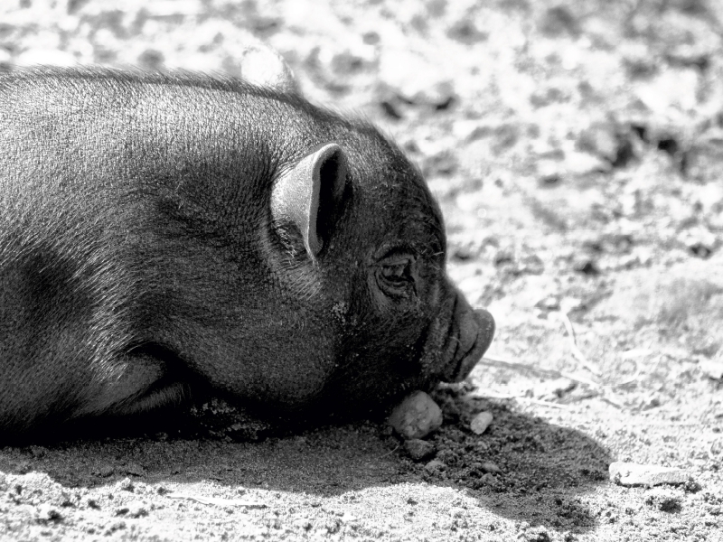 Weitere Ansicht: Minischwein Ferkel (Puzzle) | Kattobello