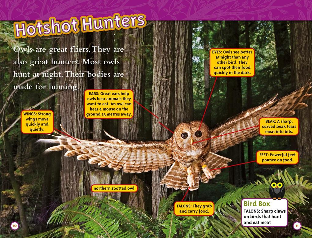 Weitere Ansicht: Owls | Laura Marsh, National National Geographic Kids