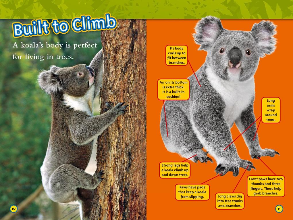 Weitere Ansicht: Koalas | Laura Marsh, National Geographic Kids