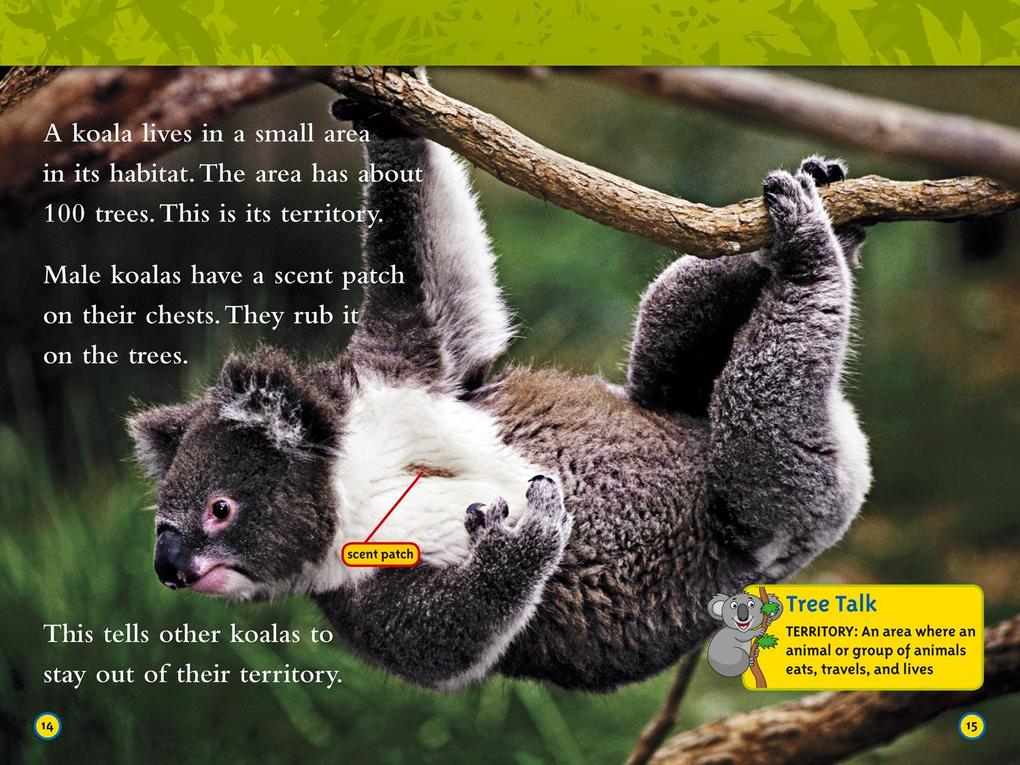 Weitere Ansicht: Koalas | Laura Marsh, National Geographic Kids