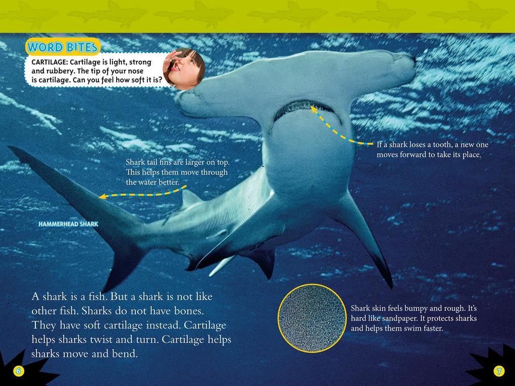Weitere Ansicht: Sharks | Anne Schreiber, National Geographic Kids
