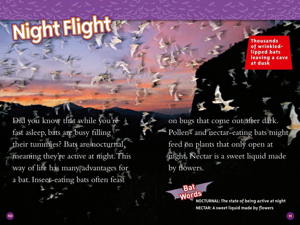 Weitere Ansicht: Bats | Elizabeth Carney, National Geographic Kids