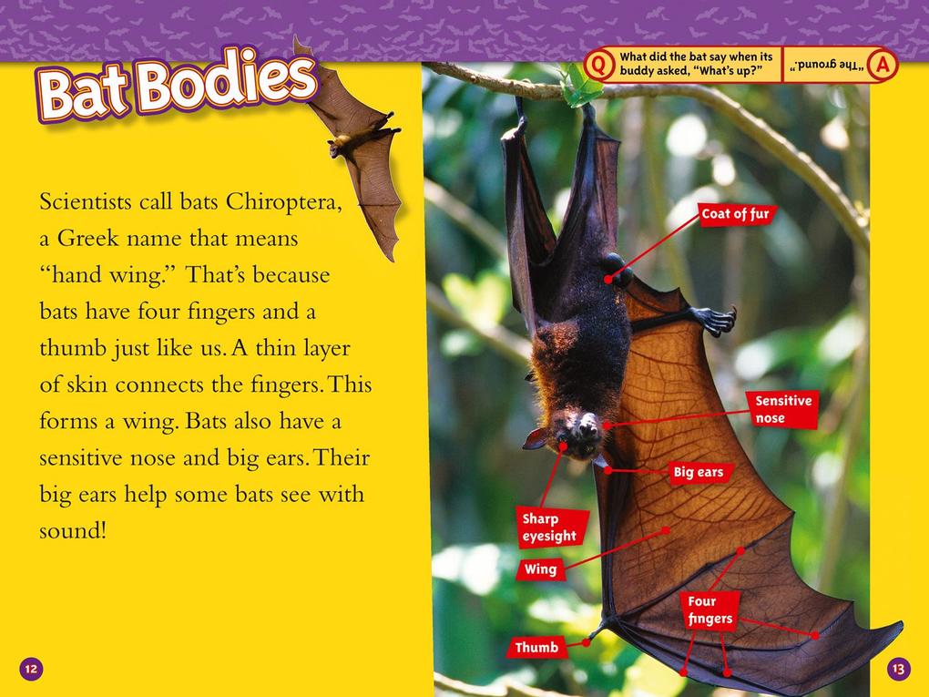 Weitere Ansicht: Bats | Elizabeth Carney, National Geographic Kids