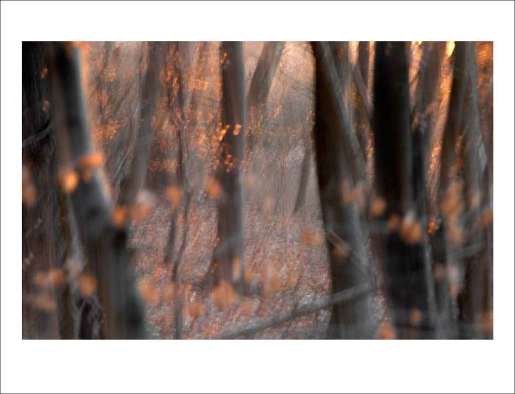 Weitere Ansicht: Das Waldbuch