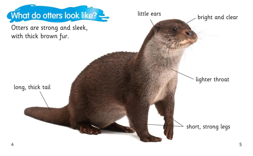 Weitere Ansicht: How to Spot an Otter | Becca Heddle