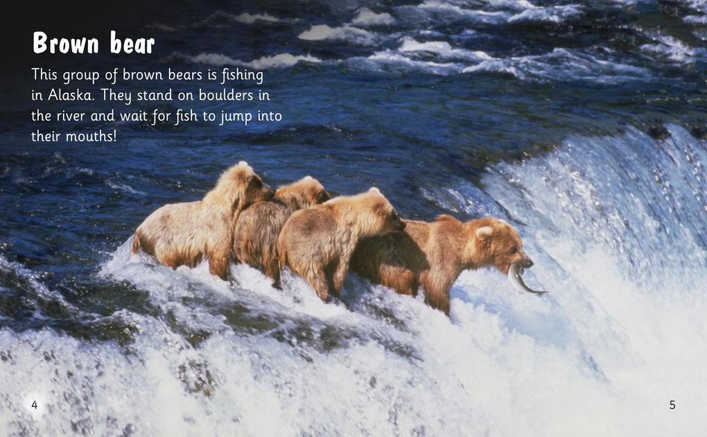 Weitere Ansicht: Bear Spotting | Isabel Thomas