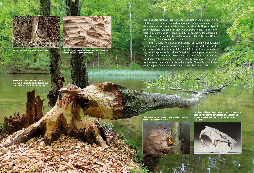 Weitere Ansicht: Entdecke die Biber | Ulrich Meßlinger