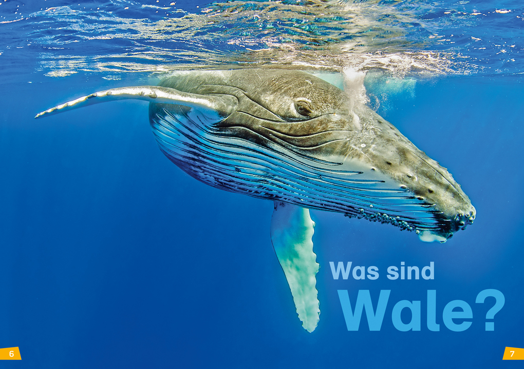 Weitere Ansicht: WAS IST WAS Erstes Lesen Band 1. Wale und Delfine | Christina Braun