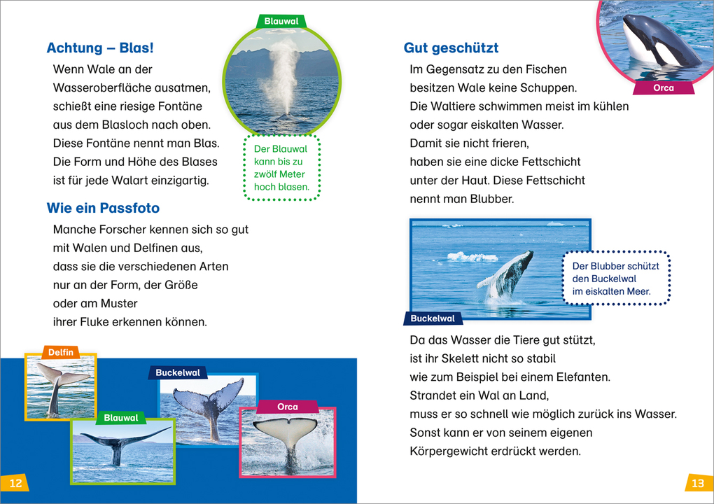 Weitere Ansicht: WAS IST WAS Erstes Lesen Band 1. Wale und Delfine | Christina Braun