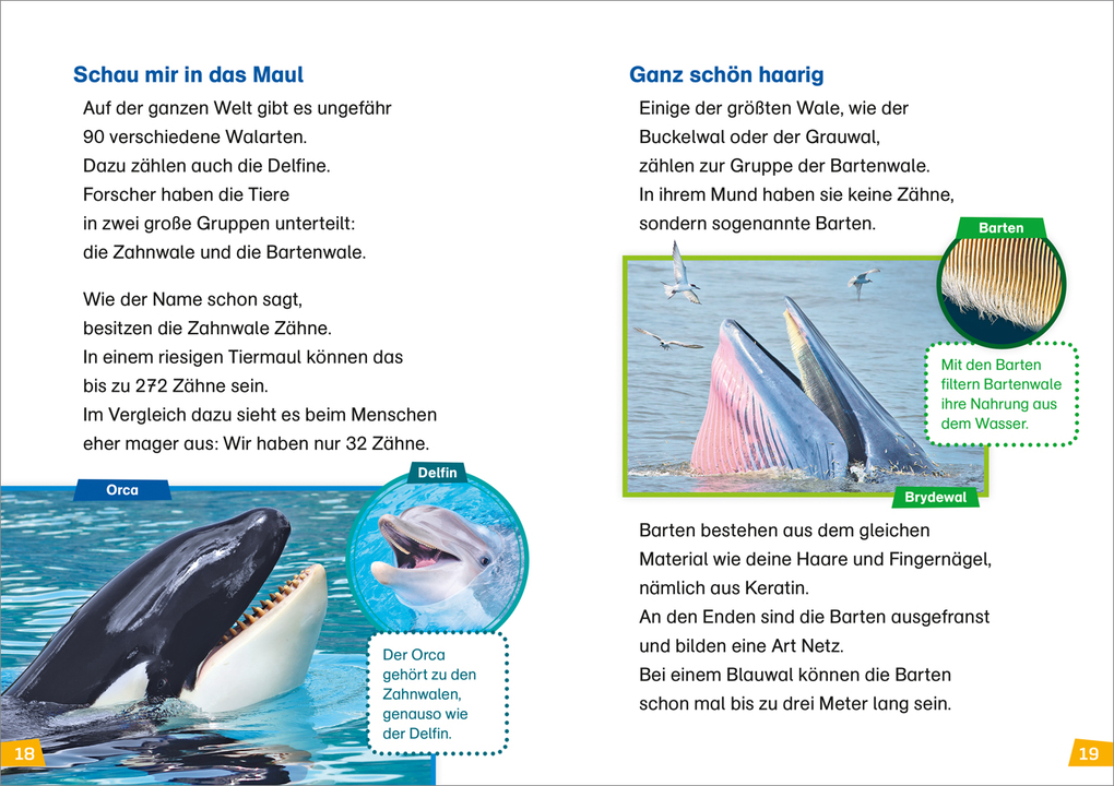 Weitere Ansicht: WAS IST WAS Erstes Lesen Band 1. Wale und Delfine | Christina Braun