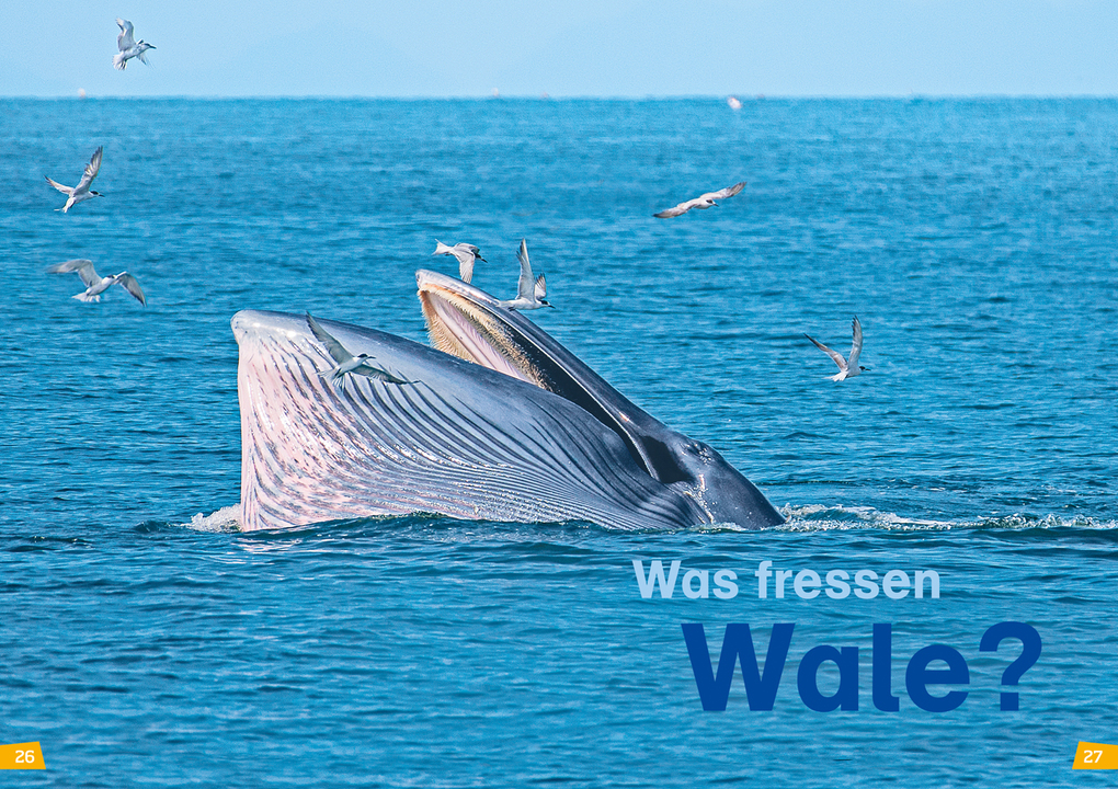 Weitere Ansicht: WAS IST WAS Erstes Lesen Band 1. Wale und Delfine | Christina Braun