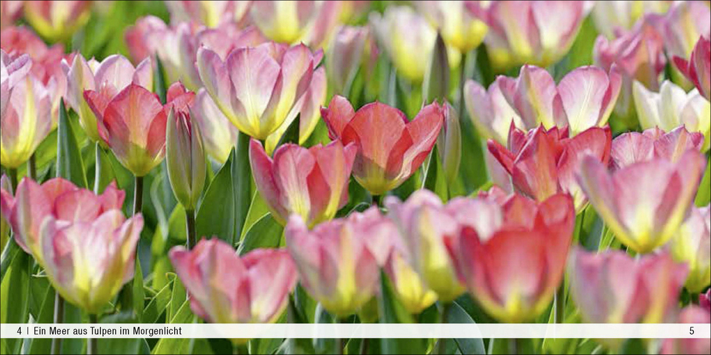 Weitere Ansicht: Gartenidylle