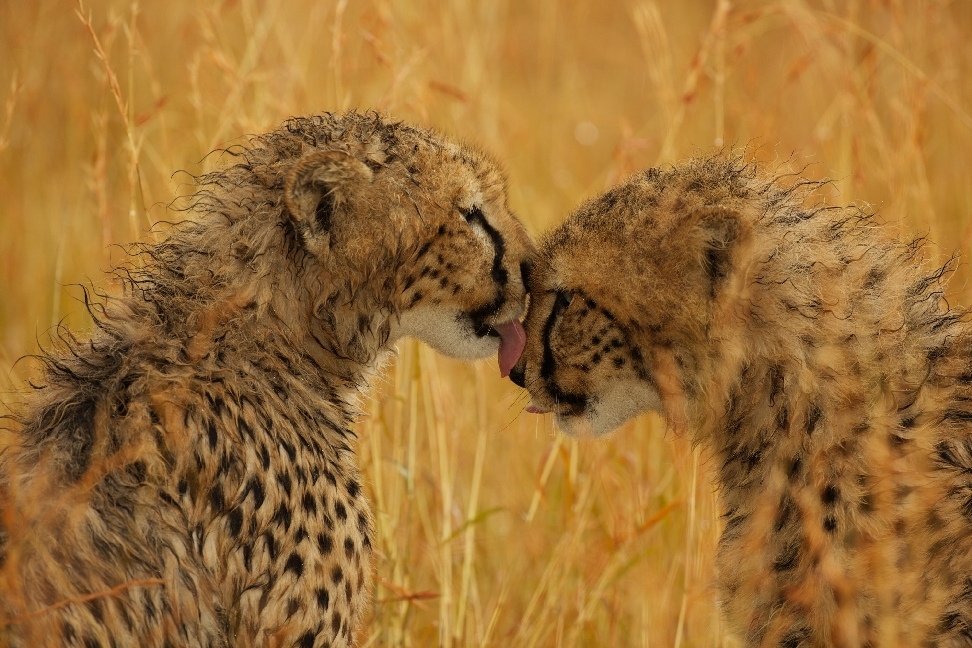 Weitere Ansicht: Maleika | Jan Kalesnikovich, Petr Marx, Vladimír Suchý