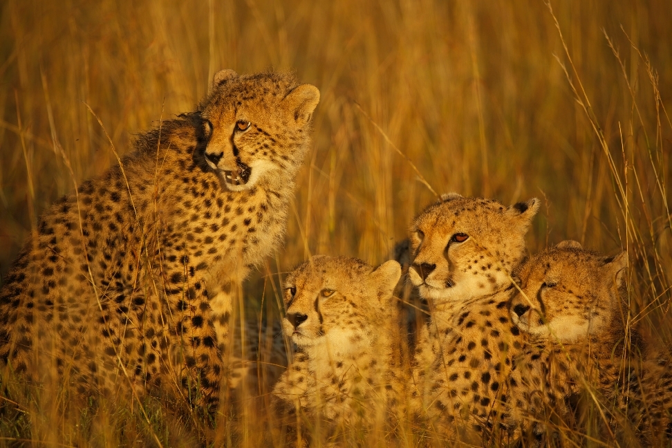 Weitere Ansicht: Maleika | Jan Kalesnikovich, Petr Marx, Vladimír Suchý