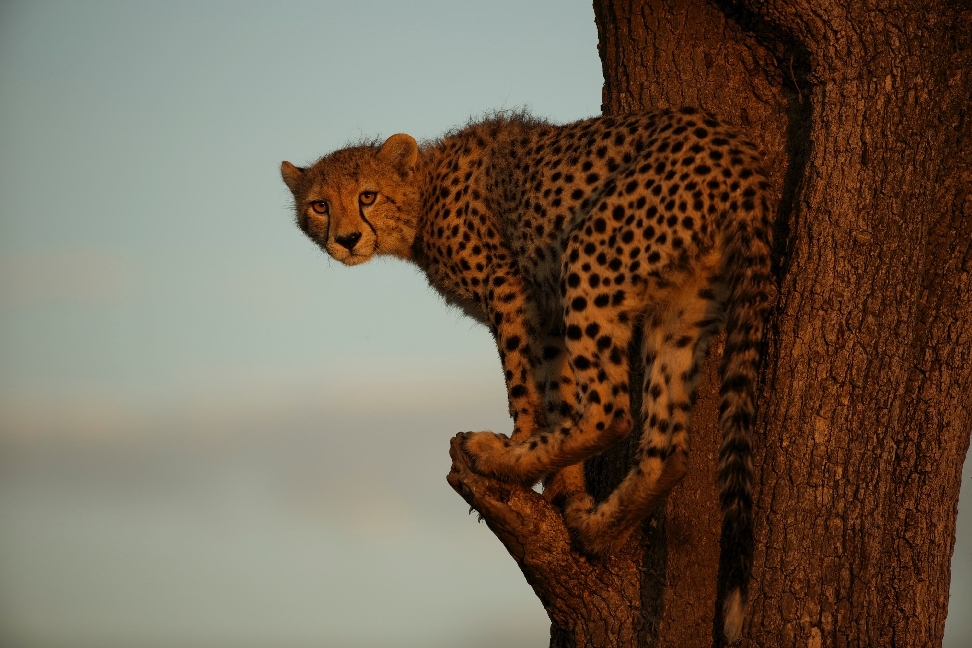 Weitere Ansicht: Maleika | Jan Kalesnikovich, Petr Marx, Vladimír Suchý