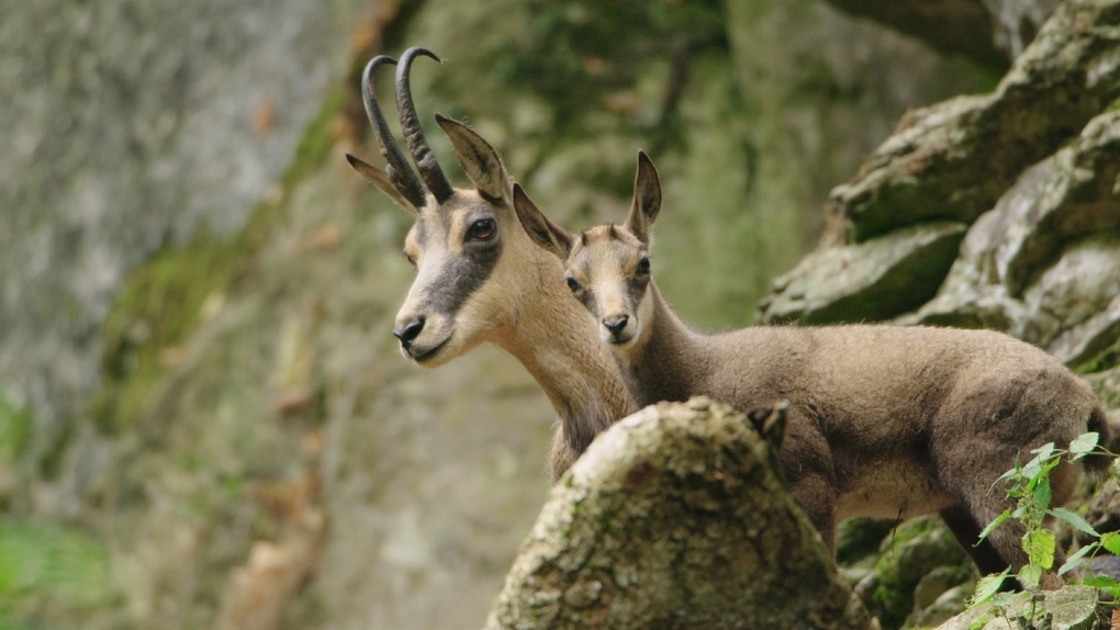 Weitere Ansicht: Auf der Jagd - Wem Gehört die Natur? | Alice Agneskirchner