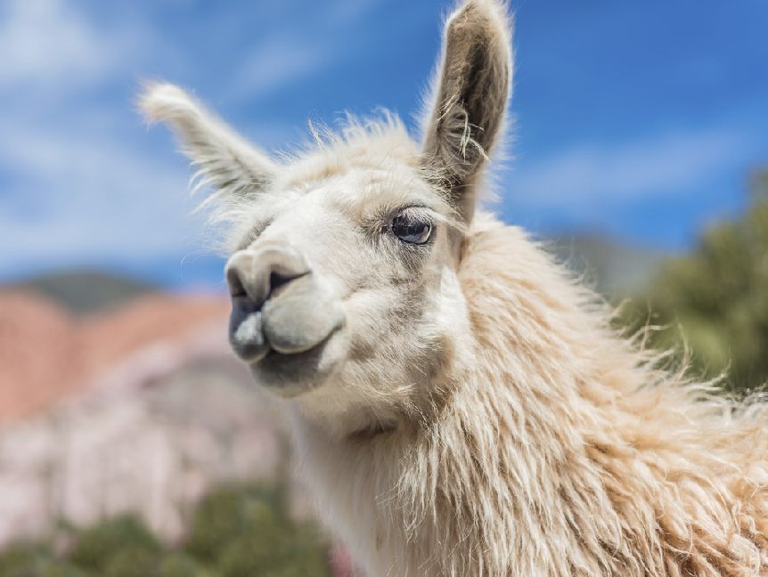 Produktbild: Lama - 500 Teile (Puzzle)