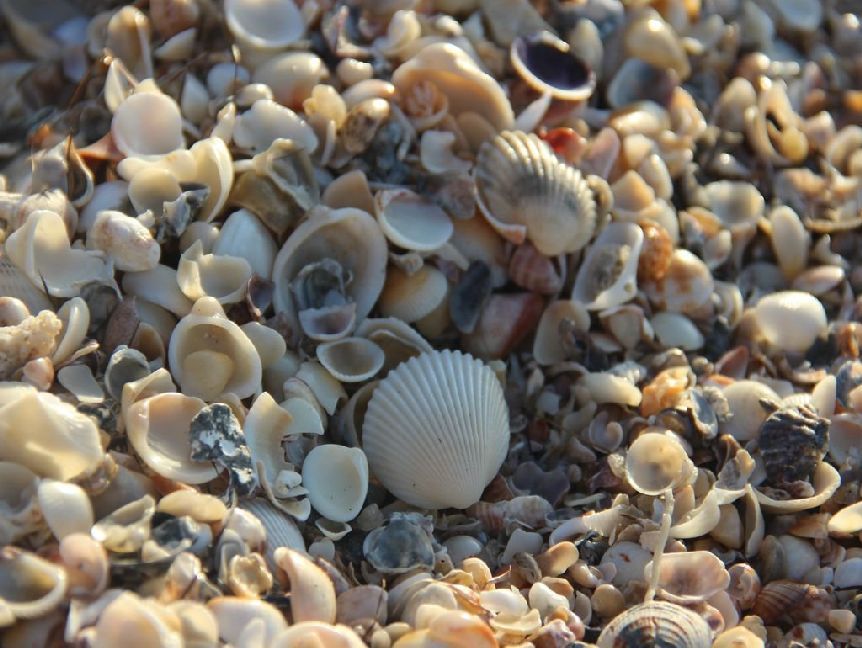 Produktbild: Muscheln - 1.000 Teile (Puzzle)