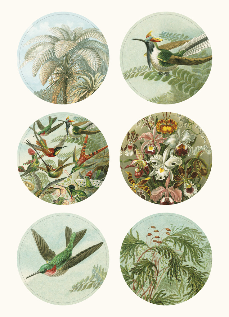 Weitere Ansicht: Art Forms in Nature | Pepin van Roojen