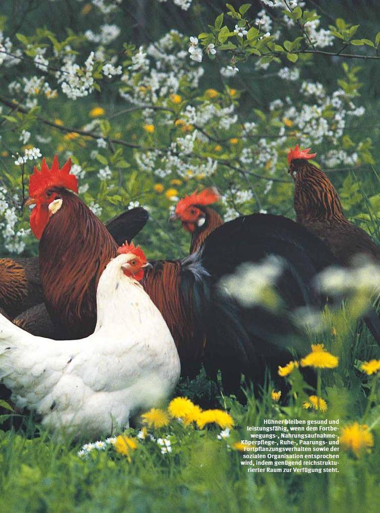 Weitere Ansicht: Das Hühnerbuch | Wolf-Dietmar Unterweger, Philipp Unterweger