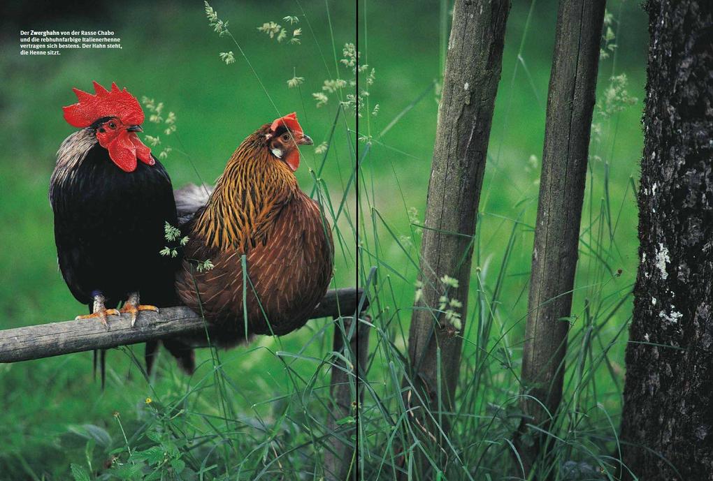 Weitere Ansicht: Das Hühnerbuch | Wolf-Dietmar Unterweger, Philipp Unterweger