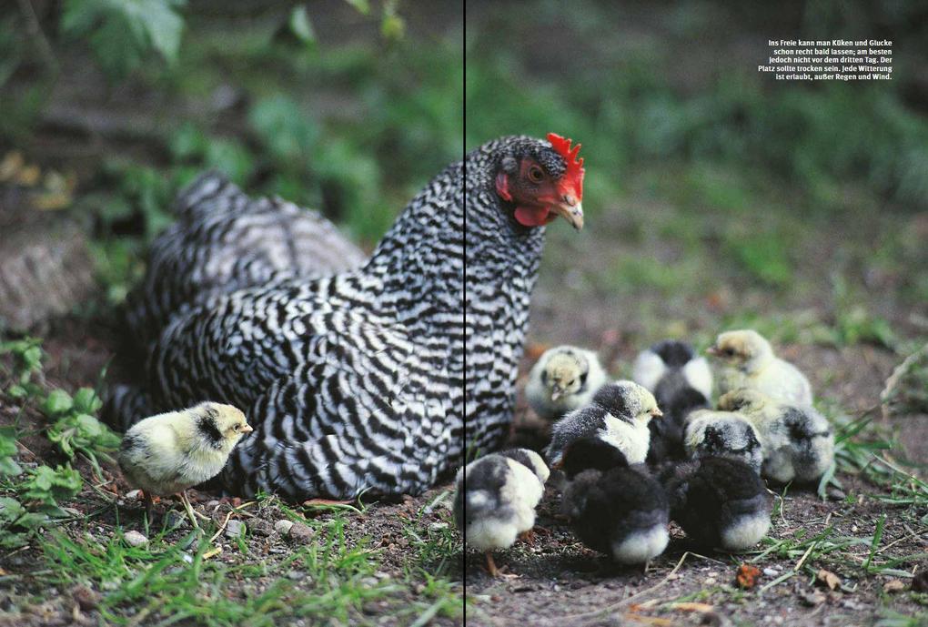 Weitere Ansicht: Das Hühnerbuch | Wolf-Dietmar Unterweger, Philipp Unterweger