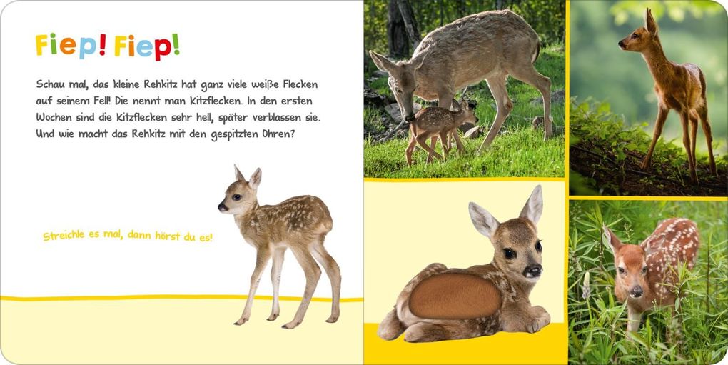 Weitere Ansicht: Hör mal rein, wer kann das sein? - Tierbabys