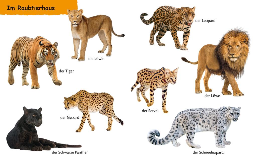 Weitere Ansicht: Duden 12+: Kennst du das? Die Zootiere