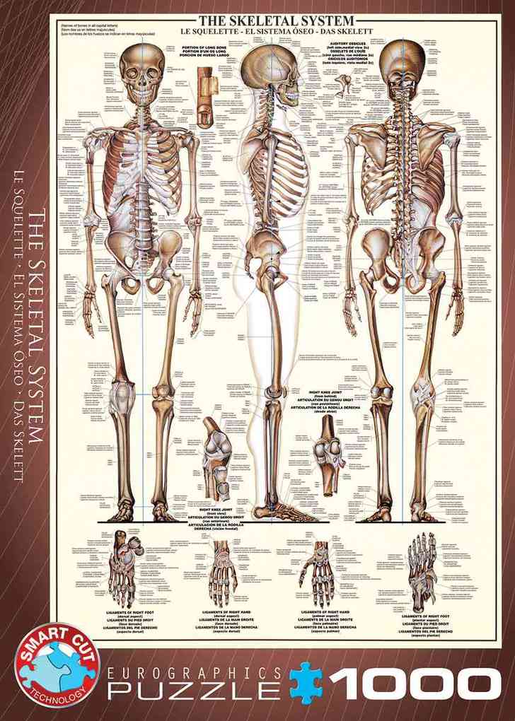 Weitere Ansicht: Das Skelett (Puzzle)