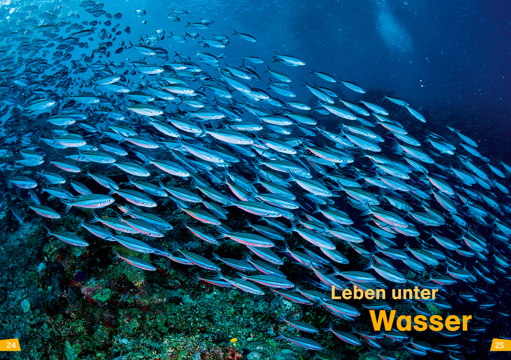 Weitere Ansicht: WAS IST WAS Erstes Lesen Band 12. Ozeane | Christina Braun