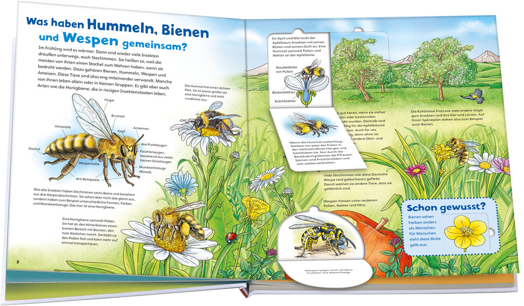Weitere Ansicht: WAS IST WAS Junior Band 34 Bienen, Wespen, Hummeln | Angelika Rusche-Göllnitz