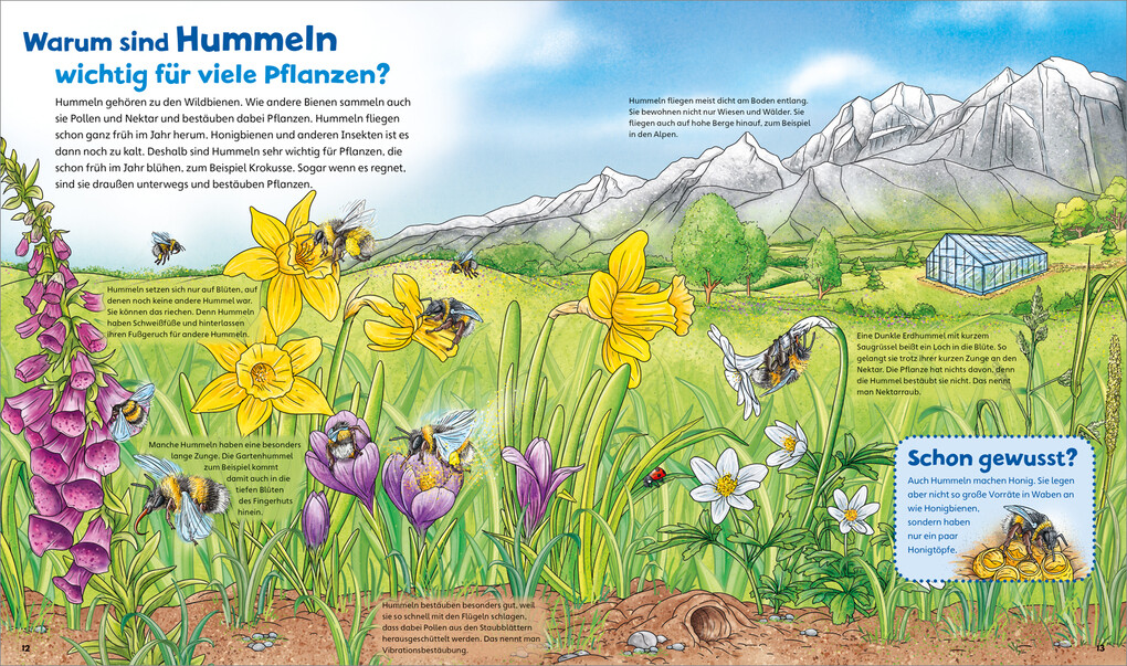 Weitere Ansicht: WAS IST WAS Junior Band 34 Bienen, Wespen, Hummeln | Angelika Rusche-Göllnitz