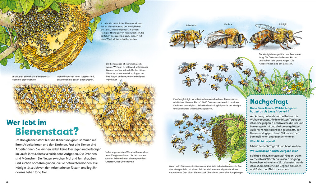 Weitere Ansicht: WAS IST WAS Junior Band 34 Bienen, Wespen, Hummeln | Angelika Rusche-Göllnitz