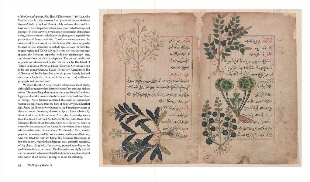 Weitere Ansicht: Herbarium | Barbara M. Thiers