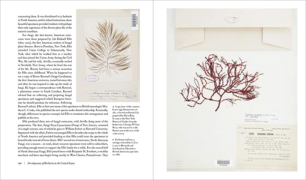 Weitere Ansicht: Herbarium | Barbara M. Thiers