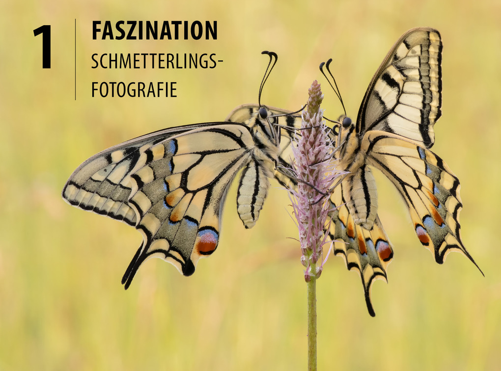 Weitere Ansicht: Schmetterlinge - so gelingen faszinierende Fotos | Andreas Kolossa